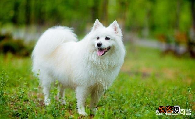 哪种狗狗最好？