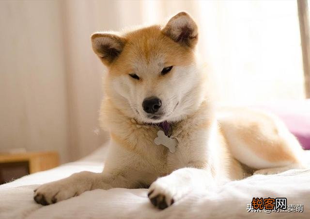 世界上最贵的狗狗到底是什么品种？有何特点呢？