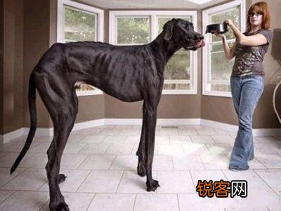 世界上品种最大的狗,可以打得过品种最小的老虎吗？为什么？