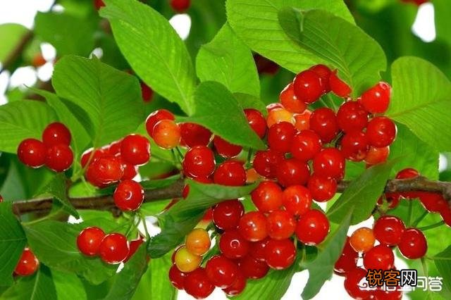 三月桃花花盛艳艳艳芬芳,请接下联？