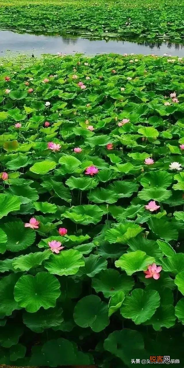 出上联：春夏秋冬花开艳,下联应该怎么对？