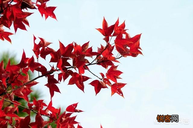 请你答春联,上,春色迷色花更艳？