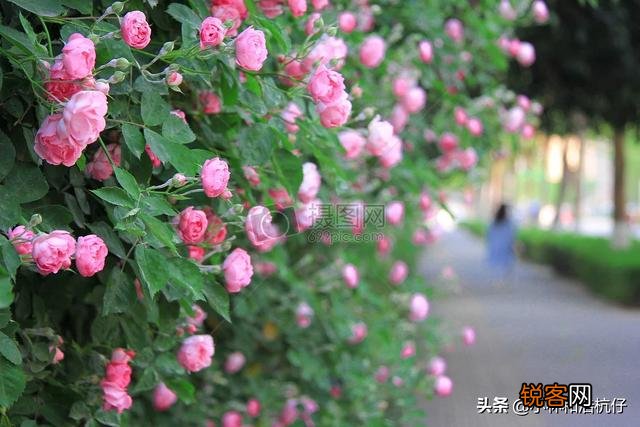 电视剧《忍冬艳蔷薇》这个名字是什么意思？