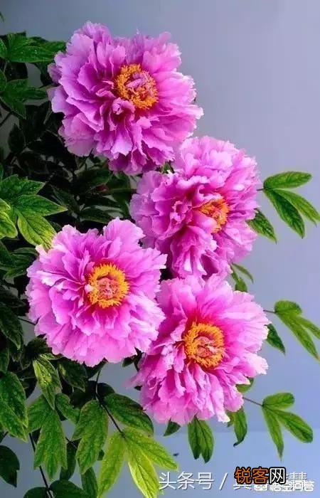 上联：锦上添花花更艳,下联怎么对？