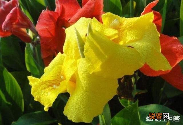 大花美人蕉,花大色艳,盆栽要如何管理呢？