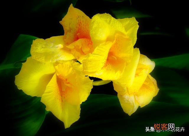 大花美人蕉,花大色艳,盆栽要如何管理呢？