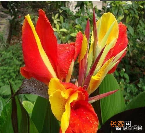 大花美人蕉,花大色艳,盆栽要如何管理呢？
