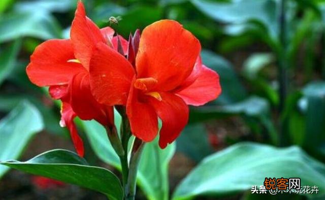 大花美人蕉,花大色艳,盆栽要如何管理呢？