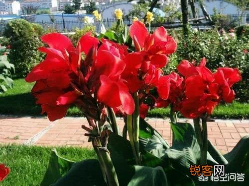 大花美人蕉,花大色艳,盆栽要如何管理呢？