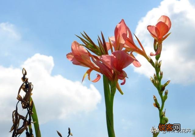 大花美人蕉,花大色艳,盆栽要如何管理呢？