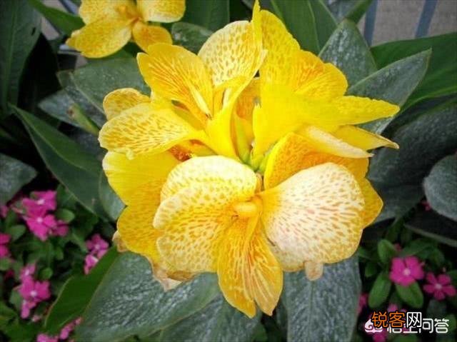 大花美人蕉,花大色艳,盆栽要如何管理呢？