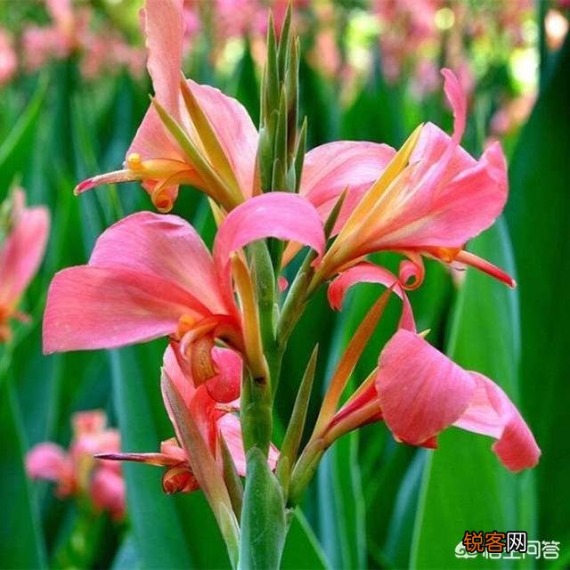 大花美人蕉,花大色艳,盆栽要如何管理呢？