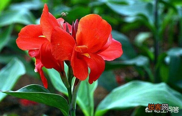 大花美人蕉,花大色艳,盆栽要如何管理呢？