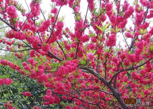 花开艳如云,哪种花开符合此种景象？