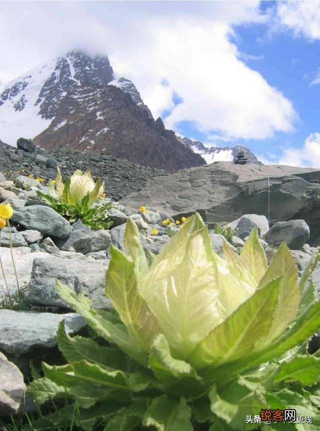 你们觉得春天属什么花开的最艳？