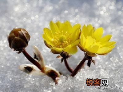 你们觉得春天属什么花开的最艳？