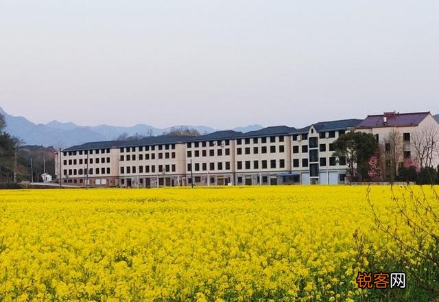 你们觉得春天属什么花开的最艳？