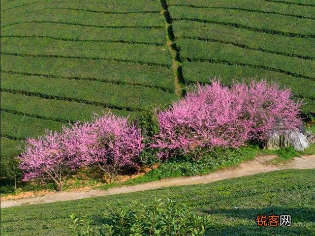 你们觉得春天属什么花开的最艳？