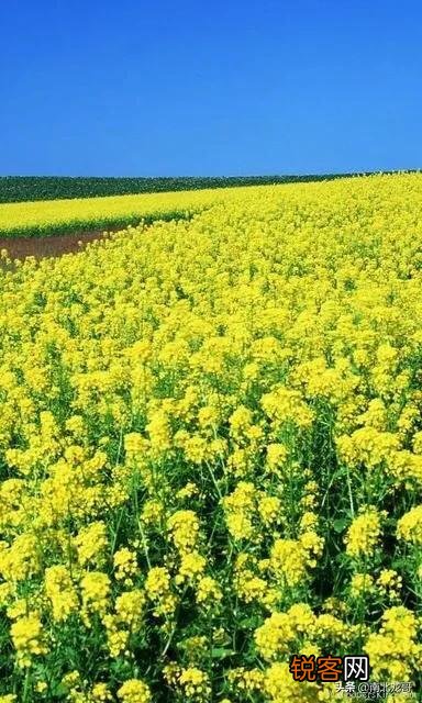 你们觉得春天属什么花开的最艳？