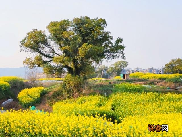 你们觉得春天属什么花开的最艳？