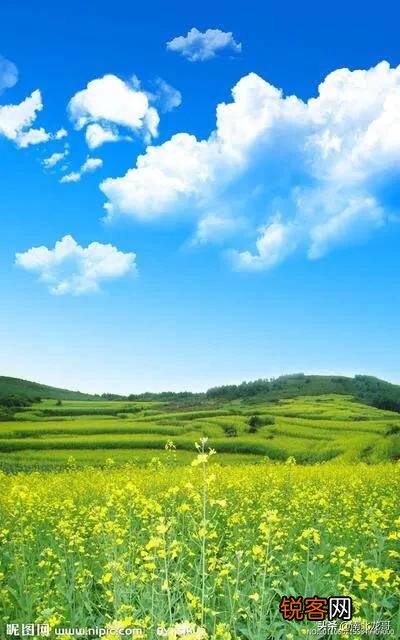 你们觉得春天属什么花开的最艳？