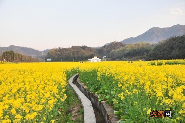 你们觉得春天属什么花开的最艳？