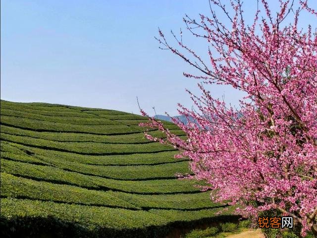 你们觉得春天属什么花开的最艳？