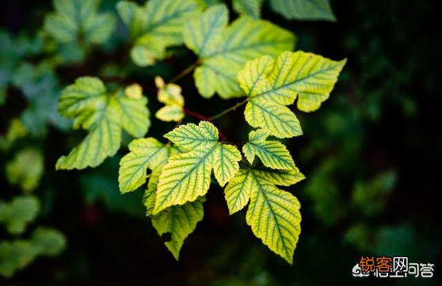 摄影用大光圈就一定、必须能拍出“虚化”效果吗?为什么呐？