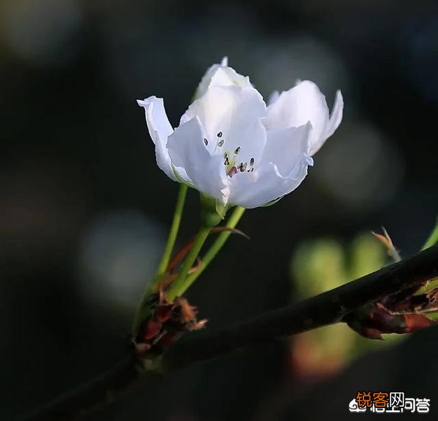 摄影师使用大光圈有什么好处？拍摄哪些题材,在哪些情况下拍摄,可以使用大光圈呢？