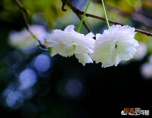 摄影师使用大光圈有什么好处？拍摄哪些题材,在哪些情况下拍摄,可以使用大光圈呢？