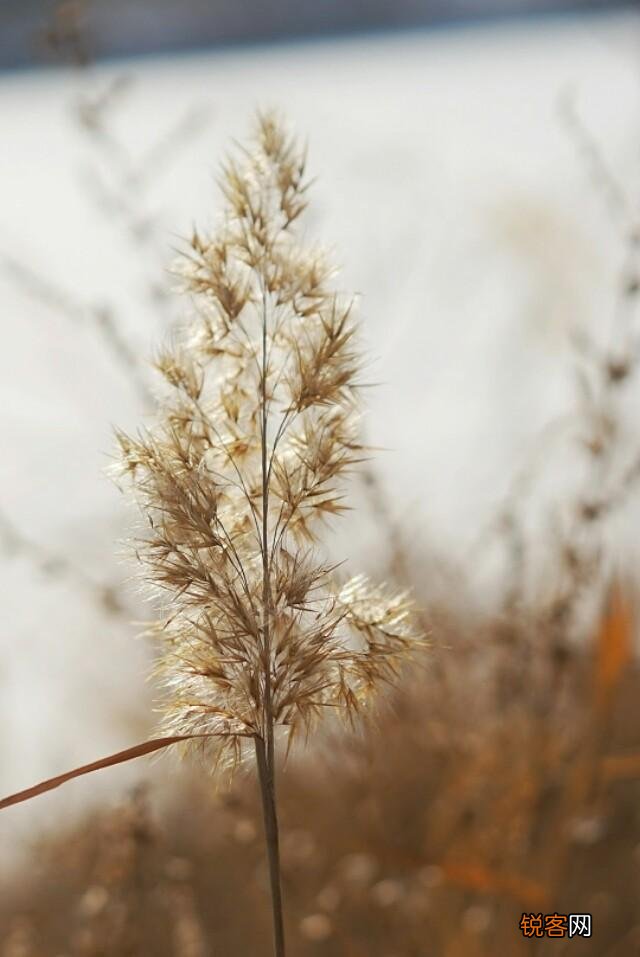 手机摄影中的大光圈特效和单反相机大光圈背景虚化一样吗？