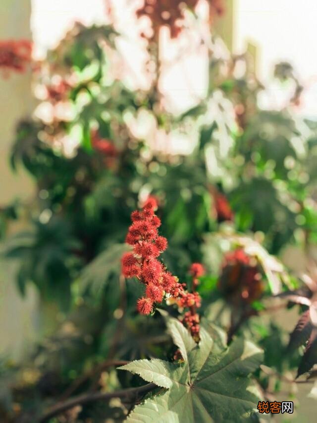 手机摄影中的大光圈特效和单反相机大光圈背景虚化一样吗？