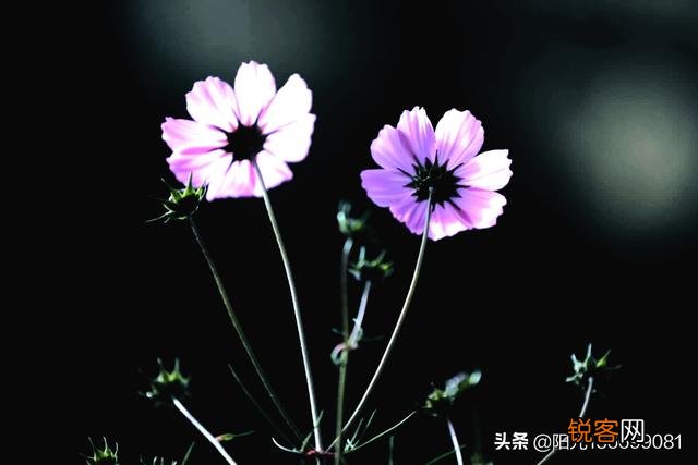 摄影,用大光圈可以拍些什么？