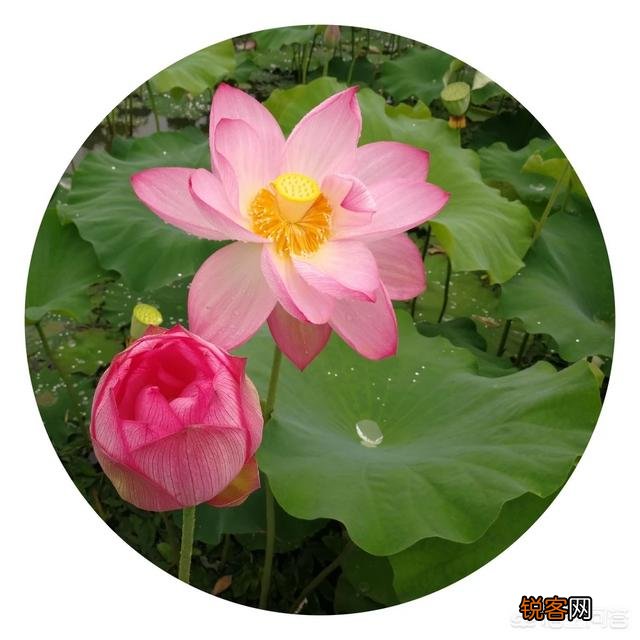 学好中医,哪本书最重要？