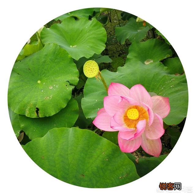 学好中医,哪本书最重要？