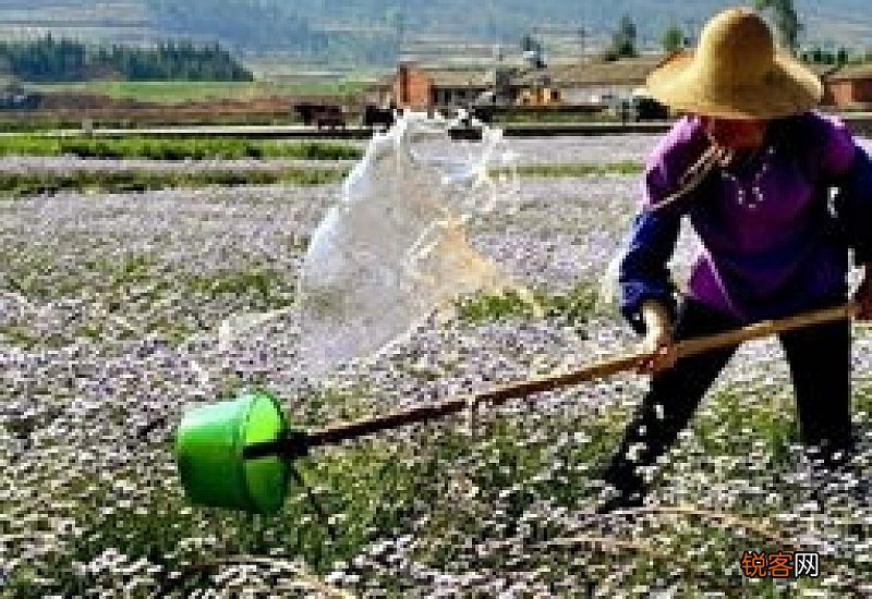 梦见浇水是什么意思有什么预兆 梦见浇水是什么意思