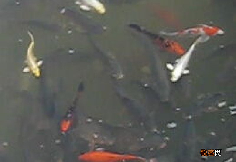 梦见偷鱼是什么意思 梦见偷鱼是什么意思有什么预兆