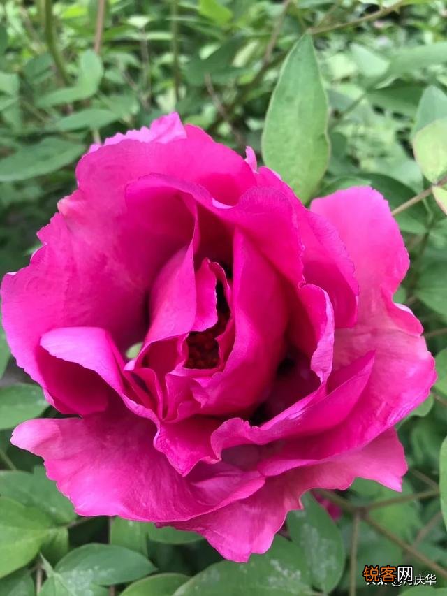 钟南山是西方医学传播者领导抗疫中医支撑他荣誉,他研究中医否？