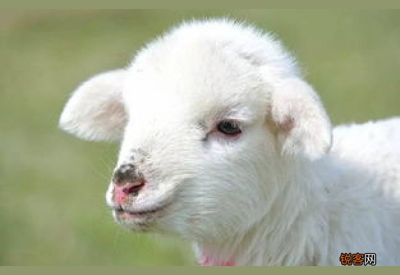 梦见被羊咬是什么意思 梦见被羊咬是什么意思啊