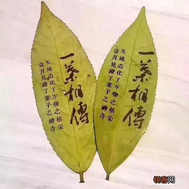 铁观音怎么样？