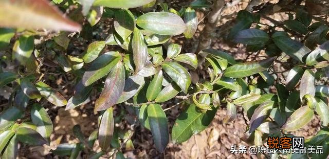 中国前十大茶饮品牌,你喝过哪家的？觉得哪家味道好些？