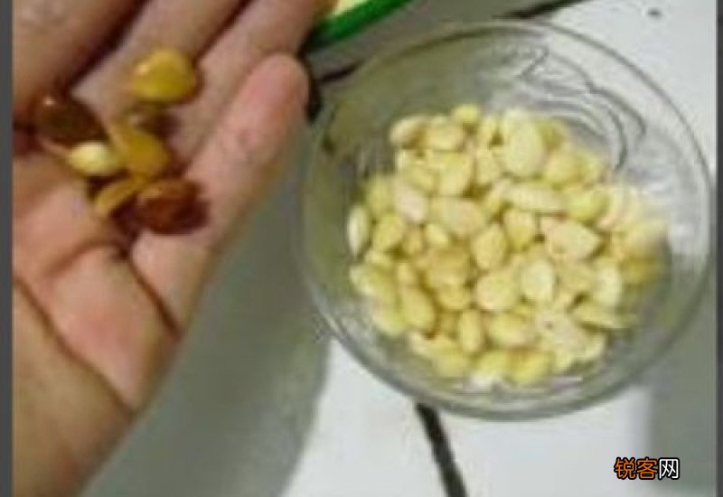 怎样腌制苦杏仁