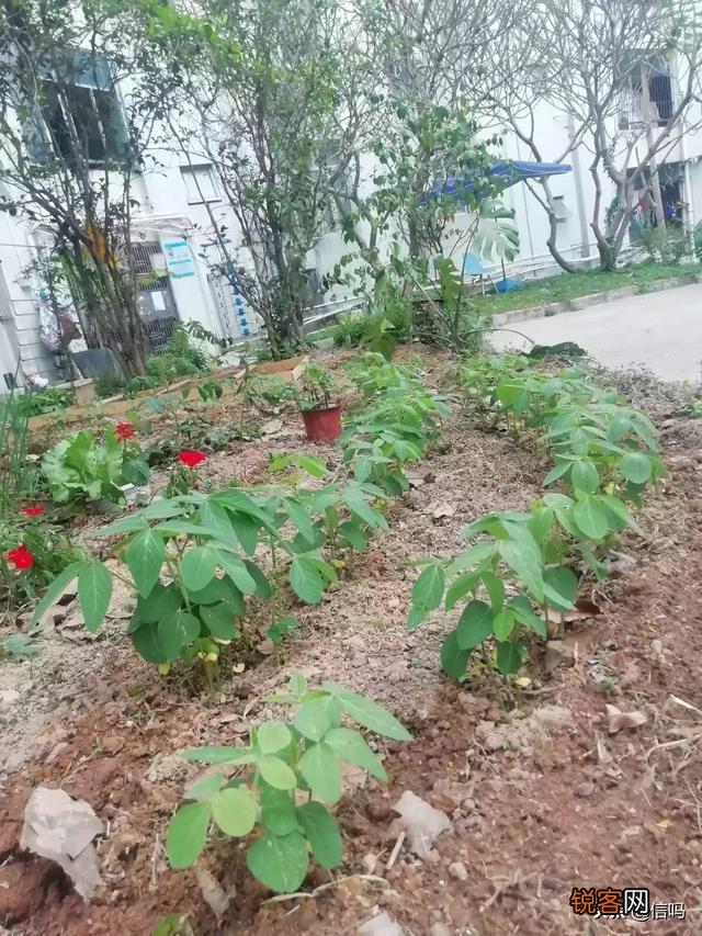 医食无忧组合 袁隆平钟南山被网友取名,这个名称你有何看法？