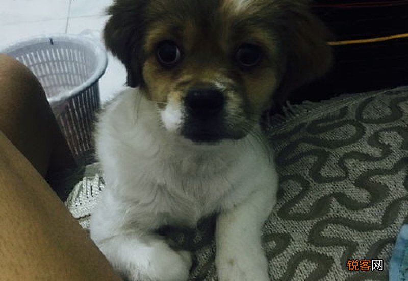 狗狗身上烫