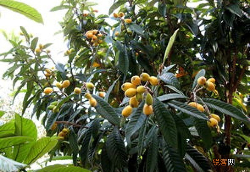 枇杷树脱皮是什么病该怎么治