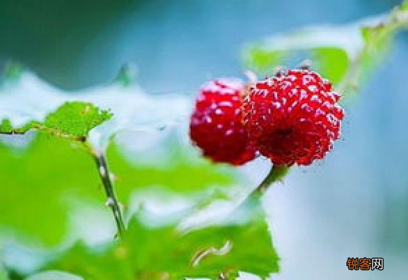 覆盆子不适宜人群 覆盆子不能和什么一起吃