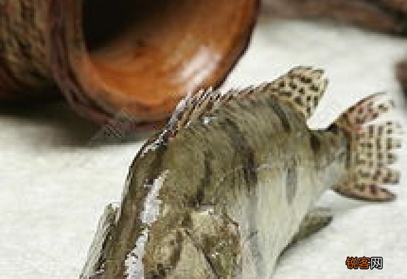 桂鱼孕妇能吃吗 桂鱼孕妇吃了有什么影响