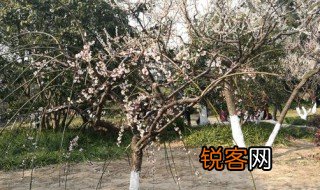 新叶初冉冉初蕊新霏霏的意思 新叶初冉冉初蕊新霏霏解释