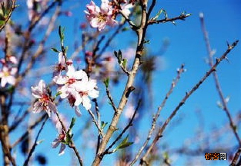 杏树什么时候开花