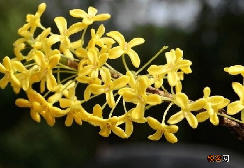 桂花可以吃吗 桂花应该怎么食用